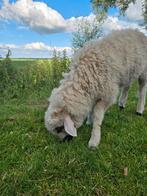 Drents heideschaap / Walliser schwarznase, Dieren en Toebehoren, Schapen, Geiten en Varkens, Mannelijk, Geit