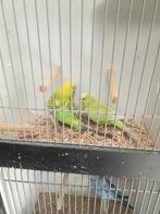 Diverse grasparkieten, Meerdere dieren, Parkiet