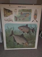 vintage schoolplaten  van paul parey,  getekend albert kull, Antiek en Kunst, Antiek | Schoolplaten, Ophalen of Verzenden, Natuur en Biologie