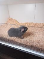 Us teddy cinnamon agouti bont beertje, Cavia, Mannelijk, Tam, September