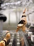 Black Bee Garnalen (Caridina) – zwart-wit & op kraanwater, Dieren en Toebehoren, Kreeft, Krab of Garnaal