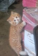 Pluizige rode kitten (kater), Dieren en Toebehoren, Katten en Kittens | Overige Katten, Kater