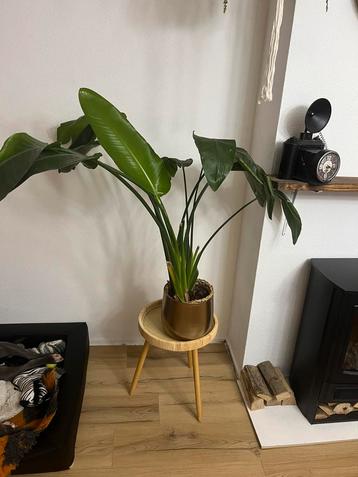 Strelitzia beschikbaar voor biedingen