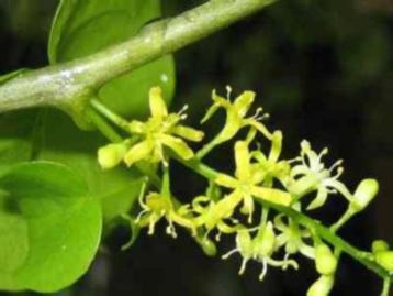 Dioscorea Elephantipes var Montana potmaat 23cm beschikbaar voor biedingen