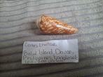 Conus Thomae, Verzamelen, Mineralen en Fossielen, Ophalen of Verzenden, Schelp(en)