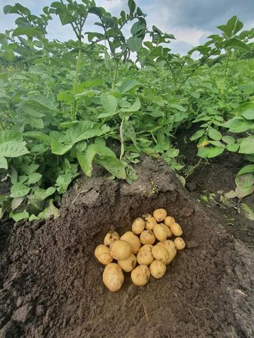 Aardappels  nieuwe oogst 2025  beschikbaar voor biedingen