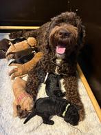 Prachtige Australian Labradoodle Puppy’s, Dieren en Toebehoren, CDV (hondenziekte), 8 tot 15 weken, Meerdere, Meerdere dieren