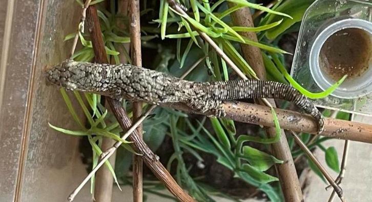 Eurydactylodes occidentalis, Dieren en Toebehoren, Reptielen en Amfibieën, Hagedis, 0 tot 2 jaar