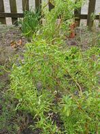 krul wilgen, Tuin en Terras, Planten | Bomen, Ophalen, Halfschaduw, Overige soorten, 100 tot 250 cm