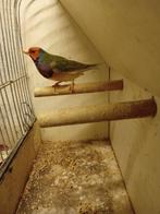 Gould Amadine, Mannelijk, Tropenvogel
