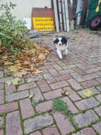 Puppies kruising border collie, Dieren en Toebehoren, Overige rassen, 8 tot 15 weken, Meerdere, Meerdere dieren