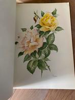 The rose to-day roos rozen boek afbeeldingen lcj boucher, Ophalen of Verzenden