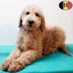 Koningspoedel (Abrikoos) Belgische pups te koop, Dieren en Toebehoren, Honden | Chihuahua's en Gezelschapshonden, Poedel, België