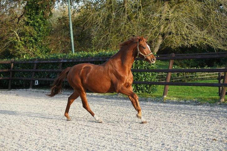 Tarieta veel belovende merrie uit bewezen elite moederlijn, Dieren en Toebehoren, Paarden, Merrie, Onbeleerd, 160 tot 165 cm, 3 tot 6 jaar