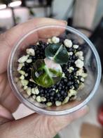 Alocasia balloon heart pink variegated stemcutting, Ophalen of Verzenden, Halfschaduw, Minder dan 100 cm