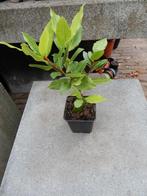 LAURIER PLANT ( KRUID), Ophalen, Volle zon, Vaste plant, Kruiden