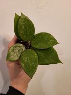 Hoya verticillata jateno splash, Ophalen of Verzenden