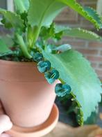 Stekjes Moederplant - Kalanchoë daigremontiana, Ophalen of Verzenden, Eenjarig, Overige soorten, Volle zon