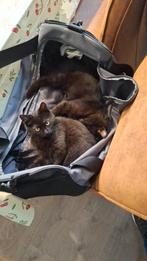 2 poezen kittens te koop, Dieren en Toebehoren, Katten en Kittens | Overige Katten, Poes, Kortharig, 0 tot 2 jaar