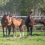 Merrie veulen stalling