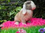 2 lieve Nederlandse hangoor dwerg dames, Dieren en Toebehoren, Konijnen, Vrouwelijk, Dwerg, Hangoor
