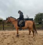 Arabische volbloeds/ Arabier, Dieren en Toebehoren, Paarden, Merrie, Minder dan 160 cm, Gechipt, Niet van toepassing