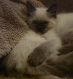 2 Ragdoll seal point katertjes beschikbaar! Mogen verhuizen, Dieren en Toebehoren, Kater, Gechipt, 0 tot 2 jaar