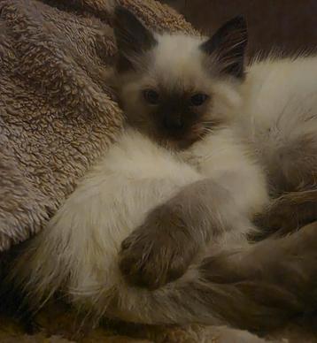 2 Ragdoll seal point katertjes beschikbaar! Mogen verhuizen  beschikbaar voor biedingen