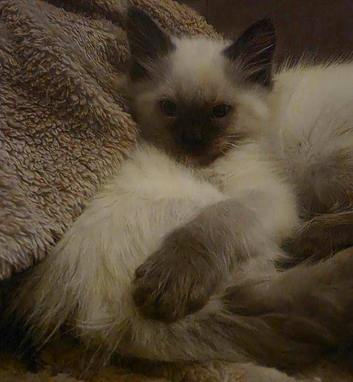 2 Ragdoll seal point katertjes beschikbaar! Mogen verhuizen, Dieren en Toebehoren, Katten en Kittens | Raskatten | Langhaar, Kater