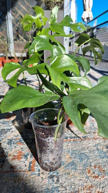 Rhaphidophora tetrasperma , Monstera Minima stek beschikbaar voor biedingen