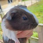 Jonge cavia beer, Juni, Mannelijk, Cavia