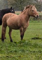 Geweldig lieve Fjorden Merrie, Dieren en Toebehoren, Merrie, B, Gechipt, 11 jaar of ouder