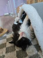 Unieke Ragdoll kittens, Dieren en Toebehoren, Katten en Kittens | Raskatten | Langhaar, Meerdere dieren, Gechipt