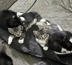 Drie lieve kittens te koop – €99 per stuk, Dieren en Toebehoren, Katten en Kittens | Overige Katten, Geslacht onbekend, Kortharig