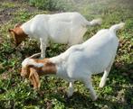 Boerbokken., Dieren en Toebehoren, Schapen, Geiten en Varkens, Mannelijk, Schaap