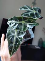 Alocasia Polly, Huis en Inrichting, Kamerplanten, Ophalen, Halfschaduw, Minder dan 100 cm