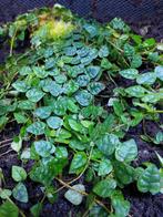 Ficus pumila mooie grote plakaat terrarium planten, Ophalen of Verzenden, Tak, Plant, Rots of Steen