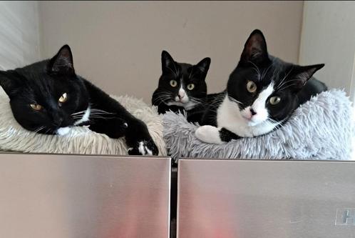 Met grote spoed ! 2 katers en 1 poes, Dieren en Toebehoren, Katten en Kittens | Overige Katten