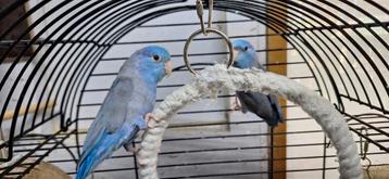 Twee blauwe forpus incl kooi en klimboom beschikbaar voor biedingen