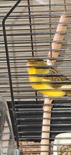 Gloster man van 2025 consort, Dieren en Toebehoren, Mannelijk, Postuurkanarie