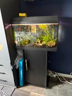 Aquarium te koop, Ophalen of Verzenden, Zo goed als nieuw, Gevuld zoetwateraquarium