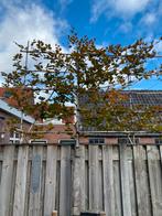 Rode Leibeuken te koop., Tuin en Terras, Planten | Bomen, Ophalen, Leiboom, Halfschaduw, 250 tot 400 cm