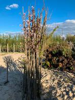 Over voorraad bomen divers wilgen platanen prunusen etc, Tuin en Terras, Planten | Bomen, Overige soorten, Ophalen of Verzenden