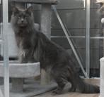 Maine Coon dekkater | Thor, Dieren en Toebehoren, Katten en Kittens | Dekkaters, 0 tot 2 jaar