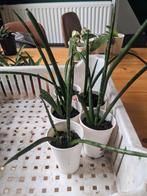 Sansevieria cylindrica - vetplant, Ophalen, Overige soorten, Minder dan 100 cm