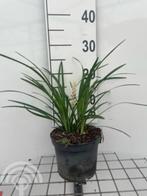 Liriope muscari 'Monroe White' Lelygras wintergroen wit, Bodembedekkers, Vaste plant, Ophalen of Verzenden, Halfschaduw
