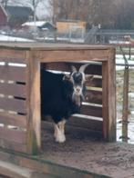 Dwerggeit, Mannelijk, Geit