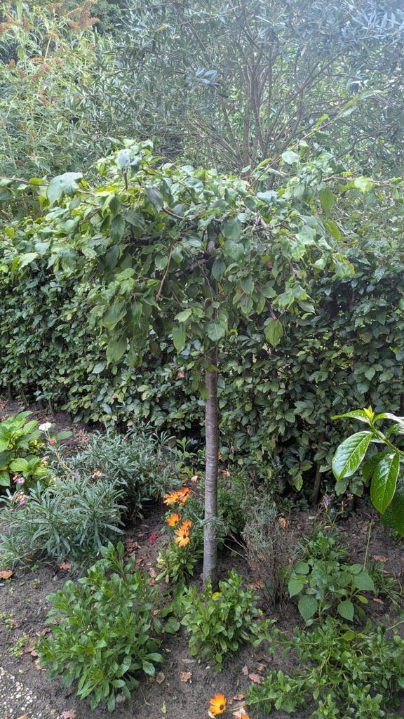 Japanse wilde appelboompje, Tuin en Terras, Planten | Bomen, Overige soorten, Ophalen