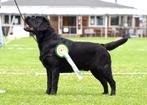 Stamboom labrador dekreu, Dieren en Toebehoren, Reu, CDV (hondenziekte), 1 tot 2 jaar, Labrador retriever