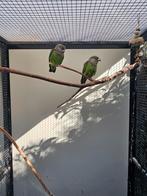 Bruinkoppen, Dieren en Toebehoren, Vogels | Parkieten en Papegaaien, Meerdere dieren, Parkiet